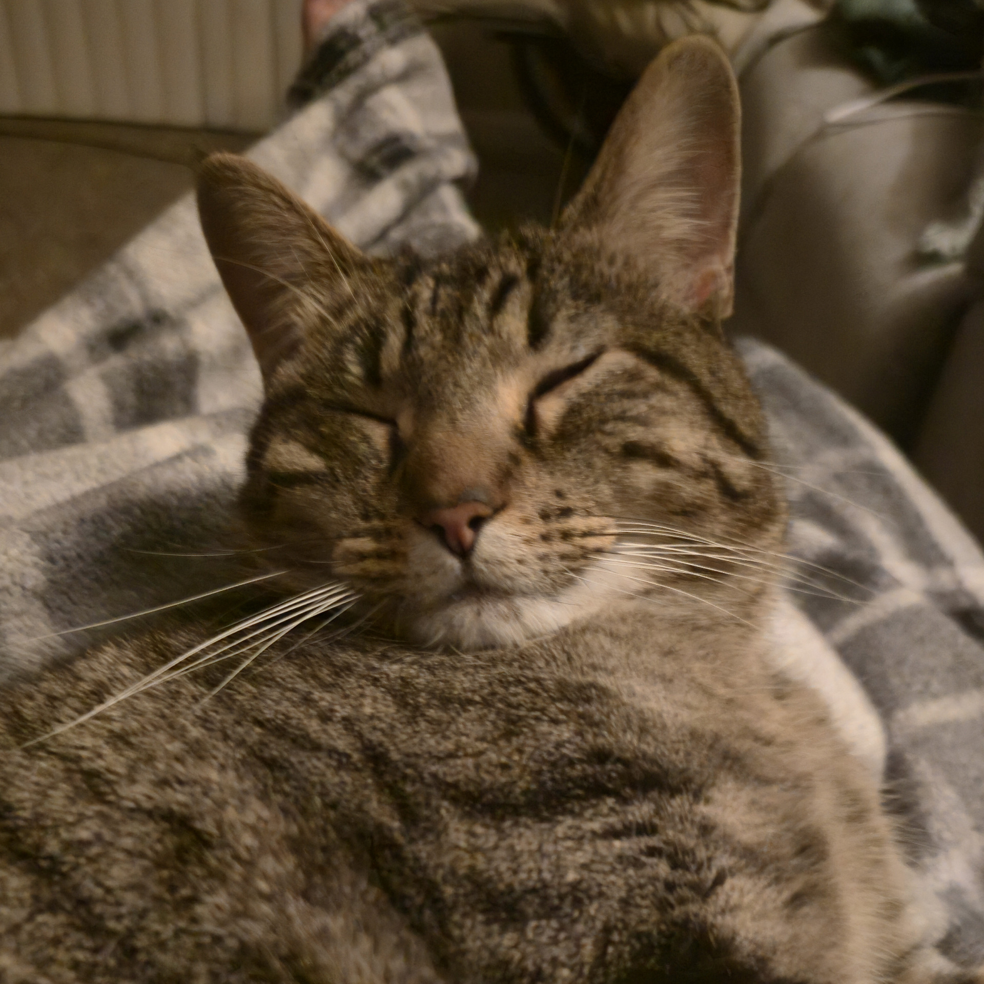 Miso
